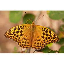 Attēlu rezultāti vaicājumam “Argynnis adippe”