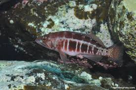 Image result for Serranus atricauda
