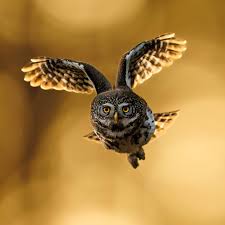 Attēlu rezultāti vaicājumam “Glaucidium passerinum”