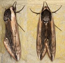 Attēlu rezultāti vaicājumam “Sphinx ligustri”