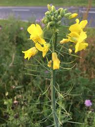 Attēlu rezultāti vaicājumam “Brassica napus”