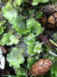 Attēlu rezultāti vaicājumam “Pellia”