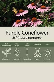 Attēlu rezultāti vaicājumam “Echinacea purpurea leaf”