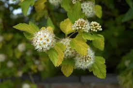 Attēlu rezultāti vaicājumam “Physocarpus opulifolius”