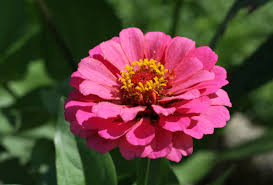 Image result for Zinnia violacea