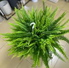 Image result for НЕФРОЛЕПИС (Nephrolepis