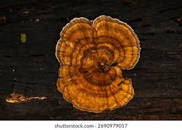 Attēlu rezultāti vaicājumam “Amaurochaete atra spores”