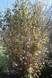 Attēlu rezultāti vaicājumam “Hamamelis virginiana”