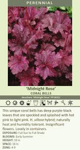 Image result for Heuchera `Midnight Rose`