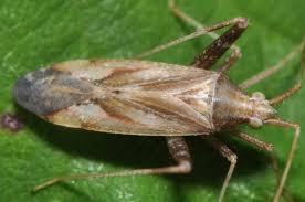 Attēlu rezultāti vaicājumam “Phytocoris varipes”