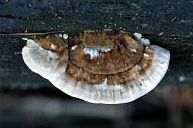 Attēlu rezultāti vaicājumam “Skeletocutis nivea”