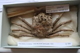 Image result for Hyas araneus