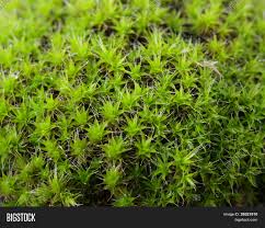 Attēlu rezultāti vaicājumam “Tortula subulata”