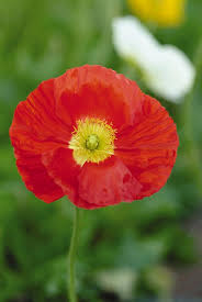 Image result for Papaver nudicaule