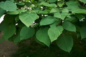 Attēlu rezultāti vaicājumam “Catalpa ovata leaf”