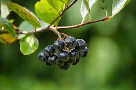 Attēlu rezultāti vaicājumam “Actaea spicata fruit”