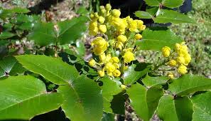 Attēlu rezultāti vaicājumam “Mahonia aquifolium”