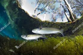 Image result for Mugil curema