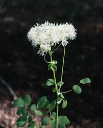 Attēlu rezultāti vaicājumam “Thalictrum aquilegifolium leaf”