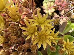 Image result for Aichryson