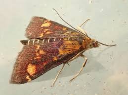 Attēlu rezultāti vaicājumam “Pyrausta purpuralis”