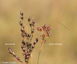 Attēlu rezultāti vaicājumam “Juncus gerardii bud”