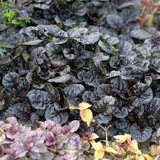 Image result for Ajuga reptans
