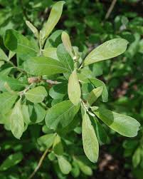 Attēlu rezultāti vaicājumam “Salix cinerea”