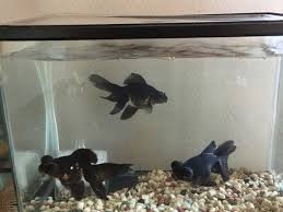 Image result for 出目金