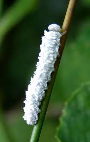 Attēlu rezultāti vaicājumam “Eriocampa ovata larva”