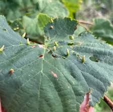 Attēlu rezultāti vaicājumam “Eriophyes tiliae”