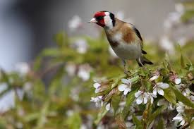 Attēlu rezultāti vaicājumam “Carduelis carduelis adult”
