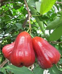 Attēlu rezultāti vaicājumam “Rosa subcanina fruit”