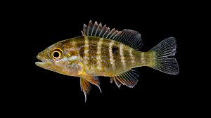 Image result for Lutjanus analis