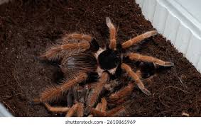 Attēlu rezultāti vaicājumam “Schistidium robustum”