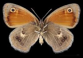 Attēlu rezultāti vaicājumam “Coenonympha pamphilus”