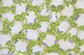 Attēlu rezultāti vaicājumam “Calypogeia azurea cells”