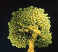 Attēlu rezultāti vaicājumam “Physarum melleum”