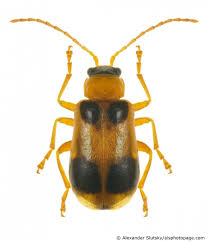 Attēlu rezultāti vaicājumam “Phyllobrotica quadrimaculata”