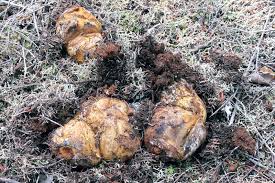 Attēlu rezultāti vaicājumam “Rhizopogon luteolus”