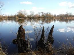 Attēlu rezultāti vaicājumam “Licea testudinacea”