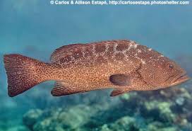 Image result for Mycteroperca olfax