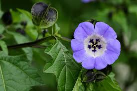 Attēlu rezultāti vaicājumam “Nicandra physalodes”
