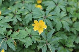 Attēlu rezultāti vaicājumam “Anemone ranunculoides”