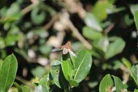 Attēlu rezultāti vaicājumam “Exoprosopa capucina”