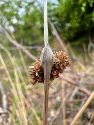 Attēlu rezultāti vaicājumam “Juncus conglomeratus”