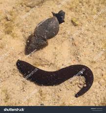 Attēlu rezultāti vaicājumam “Haemopis sanguisuga”