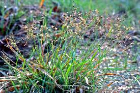 Attēlu rezultāti vaicājumam “Luzula pilosa bud”