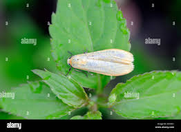 Attēlu rezultāti vaicājumam “Eilema depressa”