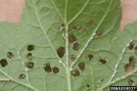 Attēlu rezultāti vaicājumam “Nematus ribesii larva”